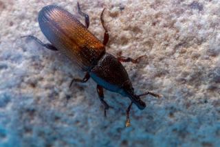 Charançon : reconnaître l'insecte et traiter les céréales