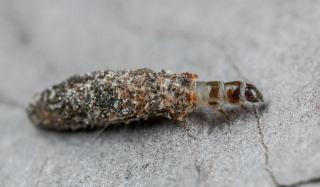 Dermeste : reconnaître la larve et traiter l'insecte
