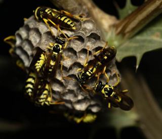 Nid de guêpes sous une toiture Nid de guêpes ou de frelons : que faire et qui prend en charge
