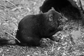 Rat noir : identification et méthodes de lutte en milieu urbain