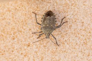 Punaises de lit : reconnaître et traiter une infestation
