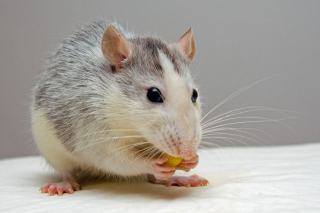 Souris domestique (Mus musculus) : la reconnaître et la traiter
