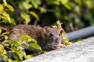 Surmulot ou rat d’égout : le reconnaître et s’en débarrasser