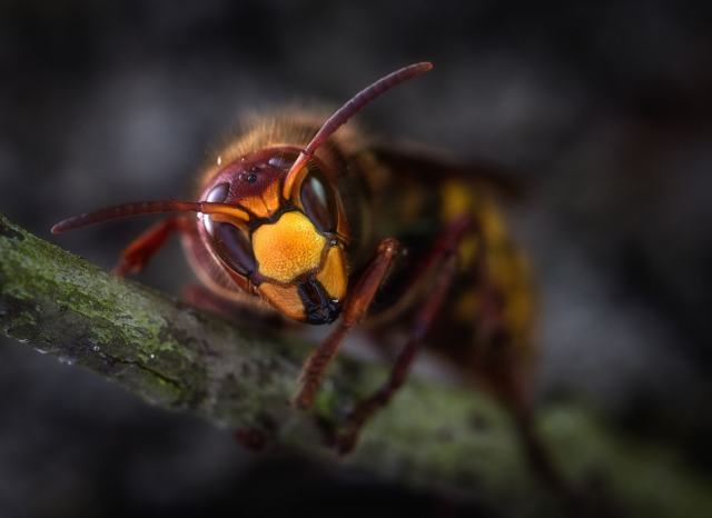 Nid de frelons à la maison : les bons gestes, de l'alerte à la destruction Nid de frelons accroché sous un toit
