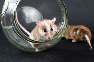 Invasion de souris : causes, signes et traitement