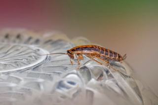 Traitement blatte germanique : gel insecticide et délais