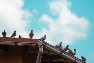Dépigeonnage d'immeuble, ce que le syndic décide seul