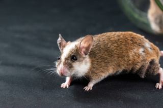 Souris dans un appartement : que faire rapidement