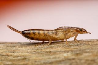 Poisson d'argent insecte : le reconnaître et s'en débarrasser