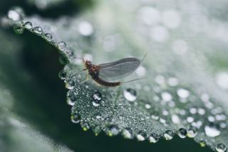 Poisson d'argent insecte : le reconnaître et s'en débarrasser